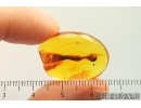 Stalactite 21mm and True midge Chironomidae. Fossil inclusions in Baltic amber #12104