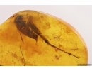 Big 20mm! Cricket Orthoptera. Fossil insect in Baltic amber #12407