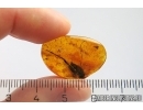 Big 20mm! Cricket Orthoptera. Fossil insect in Baltic amber #12407