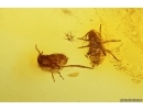 Two Aphids Aphididae. Fossil insects in Baltic amber stone #12409