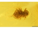 Psocid Psocoptera. Fossil insect Baltic amber #12414