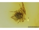 Mite Acari Plategeocranus sulcatus. Fossil insect in Baltic amber #12418