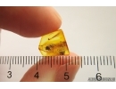 Mite Acari Plategeocranus sulcatus. Fossil insect in Baltic amber #12418