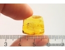 Nice Mite Acari. Fossil insect in Baltic amber #12419