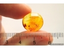 3 Mites Acari. Fossil insects in Baltic amber #12420