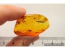 Nice and rare Leaf, Wasp and More. Fossil inclusions in Baltic amber #12425