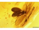 Nice and rare Leaf, Wasp and More. Fossil inclusions in Baltic amber #12425