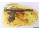Big 25mm Leaf, Spider and More. Fossil inclusions in Baltic amber #12427