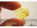 Liverwort Bryophyta, Bug and More. Fossil inclusions Ukrainian Rovno amber #12430R