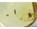 Liverwort Bryophyta, Bug and More. Fossil inclusions Ukrainian Rovno amber #12430R
