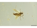 Liverwort Bryophyta, Bug and More. Fossil inclusions Ukrainian Rovno amber #12430R