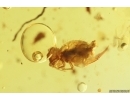 Nice Lichen, Leaf, Springtail and Water drop. Fossil inclusions Baltic amber #12432