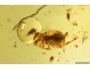 Nice Lichen, Leaf, Springtail and Water drop. Fossil inclusions Baltic amber #12432