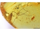 Nice Lichen, Leaf, Springtail and Water drop. Fossil inclusions Baltic amber #12432