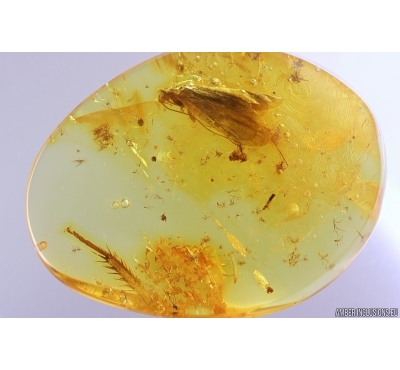 Caddisfly Trichoptera and More. Fossil inclusions Baltic amber #12451