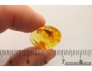 Caddisfly Trichoptera and More. Fossil inclusions Baltic amber #12451