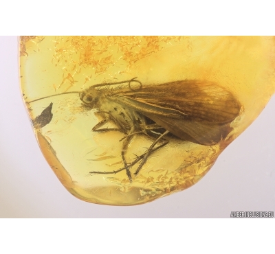 Nice Big 17mm Caddisfly Trichoptera. Fossil insect Baltic amber #12452