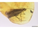 Nice Big 17mm Caddisfly Trichoptera. Fossil insect Baltic amber #12452