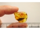 Nice Big 17mm Caddisfly Trichoptera. Fossil insect Baltic amber #12452