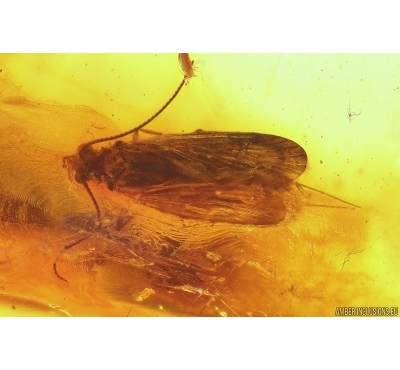 Caddisfly Trichoptera and Stalactite. Fossil inclusions Baltic amber #12453