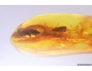Caddisfly Trichoptera and Stalactite. Fossil inclusions Baltic amber #12453