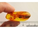 Caddisfly Trichoptera and Stalactite. Fossil inclusions Baltic amber #12453