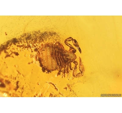 Pseudoscorpion. Fossil inclusion in Baltic amber #12454