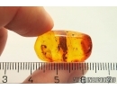 Pseudoscorpion. Fossil inclusion in Baltic amber #12454