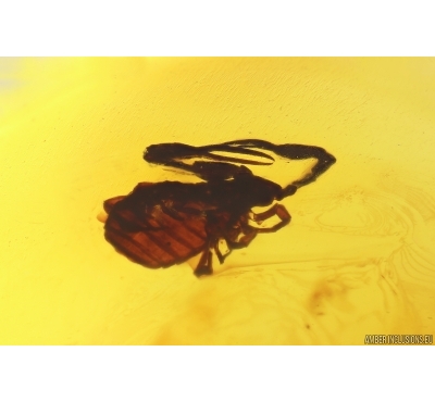 Pseudoscorpion. Fossil inclusion in Baltic amber bead #12455