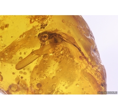 Termite Isoptera. Fossil inclusion in Baltic amber #12457