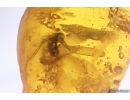 Termite Isoptera. Fossil inclusion in Baltic amber #12457
