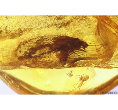 Lacewing Neuroptera and More. Fossil insects in Baltic amber #12458
