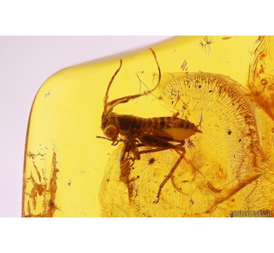 Nice Cricket Orthoptera. Fossil insect in Baltic amber #12459