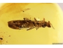 Stonefly Plecoptera. Fossil insect in Baltic amber #12460