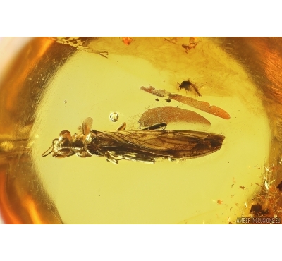 Stonefly Plecoptera. Fossil insect in Baltic amber #12460