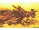 Rare Scene: Stonefly Plecoptera with Mite Acari. Fossil inclusions Baltic amber #12461