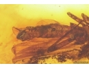 Rare Scene: Stonefly Plecoptera with Mite Acari. Fossil inclusions Baltic amber #12461