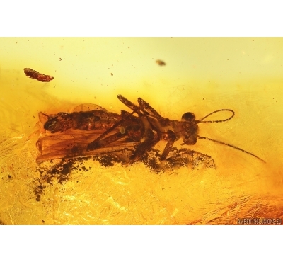 Rare Scene: Stonefly Plecoptera with Mite Acari. Fossil inclusions Baltic amber #12461