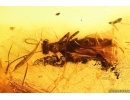 Rare Scene: Stonefly Plecoptera with Mite Acari. Fossil inclusions Baltic amber #12461