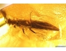 Dance Fly Empididae and Stonefly Plecoptera Fossil inclusions Baltic amber #12464