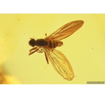 Dance Fly Empididae and Stonefly Plecoptera Fossil inclusions Baltic amber #12464