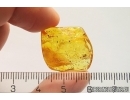 Biting midge Ceratopogonidae. Fossil insect in Baltic amber #12468