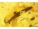Fungus gnat with Eggs and More. Fossil inclusions Baltic amber #12472