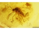 Fungus gnat with Eggs and More. Fossil inclusions Baltic amber #12472
