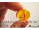 Fungus gnat with Eggs and More. Fossil inclusions Baltic amber #12472