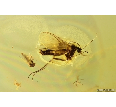 Fungus gnat Mycetophilidae and True midge Chironomidae. Fossil insects Baltic amber #12473