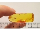Fungus gnat Mycetophilidae and True midge Chironomidae. Fossil insects Baltic amber #12473