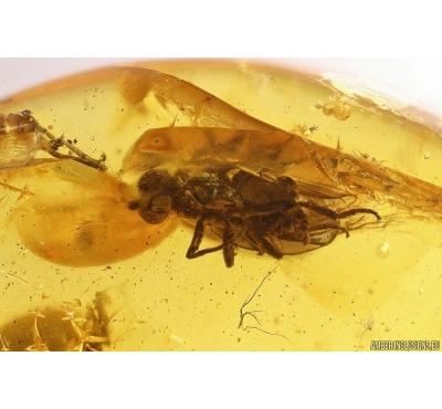 Rare Frit fly Acalyptratae. Fossil insect in Baltic amber #12474