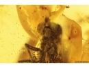 Rare Frit fly Acalyptratae. Fossil insect in Baltic amber #12474