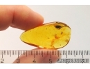 Rare Frit fly Acalyptratae. Fossil insect in Baltic amber #12474